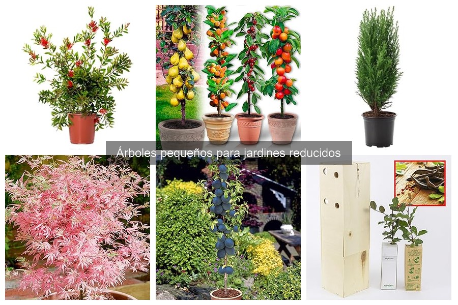 Consejos para el mantenimiento de árboles pequeños en jardines