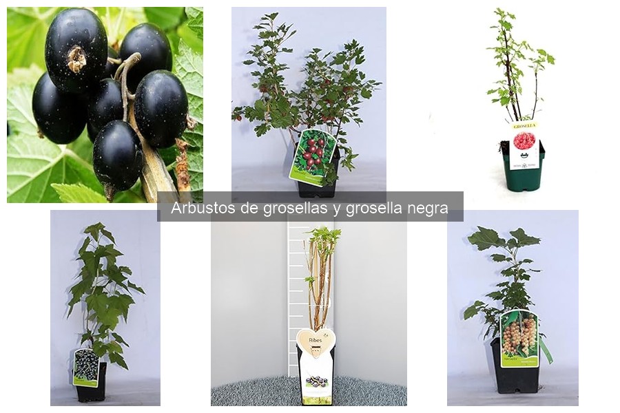Consejos para el Mantenimiento Invernal de Arbustos de Grosellas