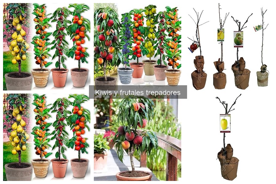 Consejos para el Riego Efectivo de Kiwis en Tu Jardín
