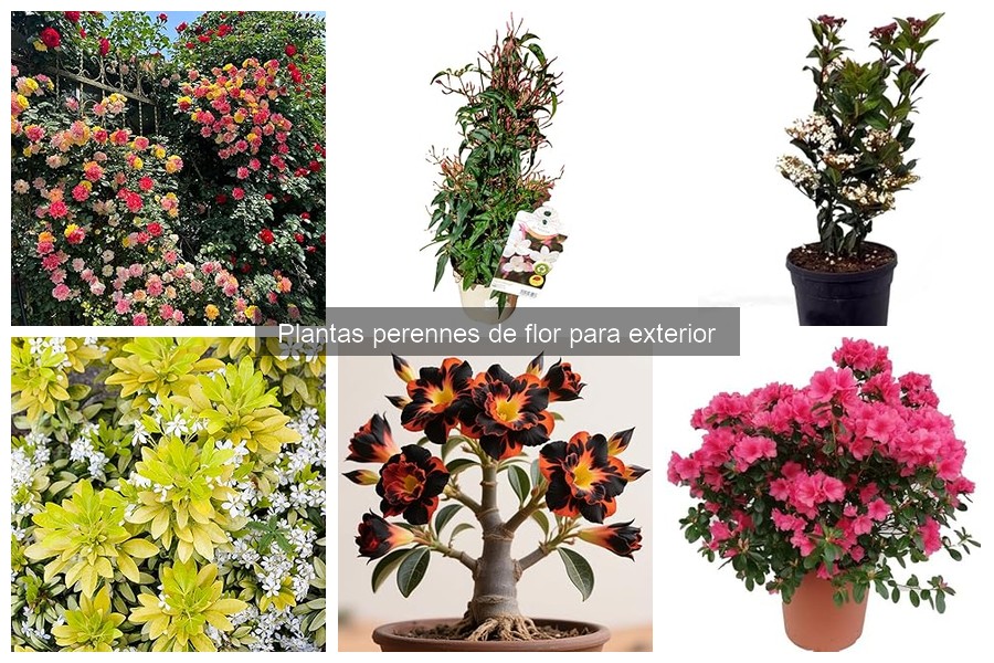 Consejos para Propagar Plantas Perenne de Flor con Éxito