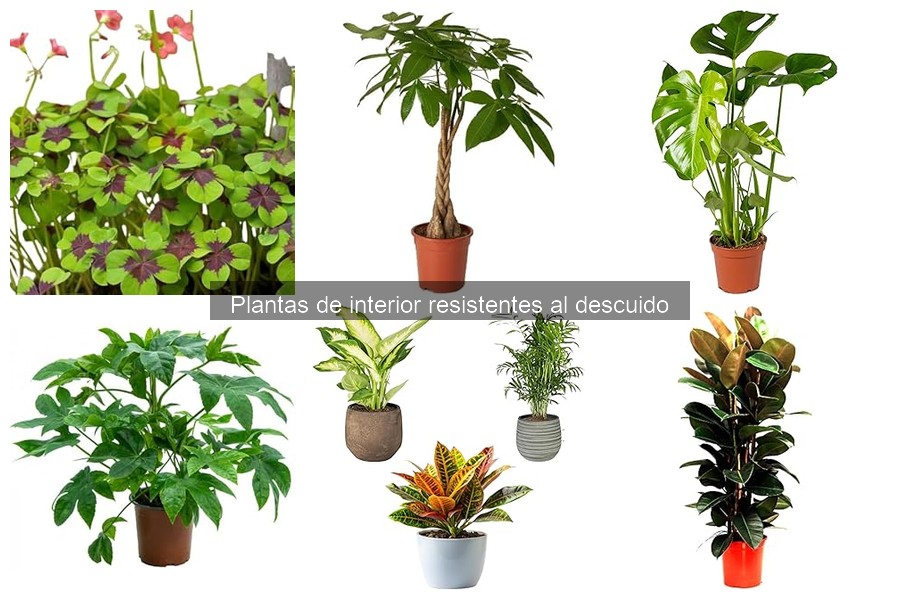 Consejos para ubicar plantas de interior en casa