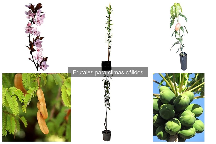¿Cuándo cosechar frutales en climas cálidos? Guía práctica