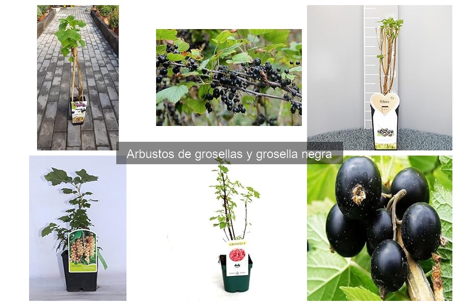 ¿Cuándo cosechar grosellas? Guía de madurez y recolección