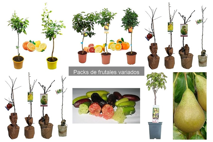 Cuándo cosechar los frutales de tu pack: guía práctica