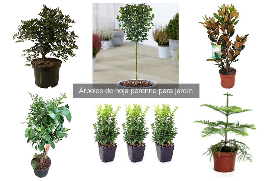 ¿Cuándo plantar árboles de hoja perenne en tu jardín?