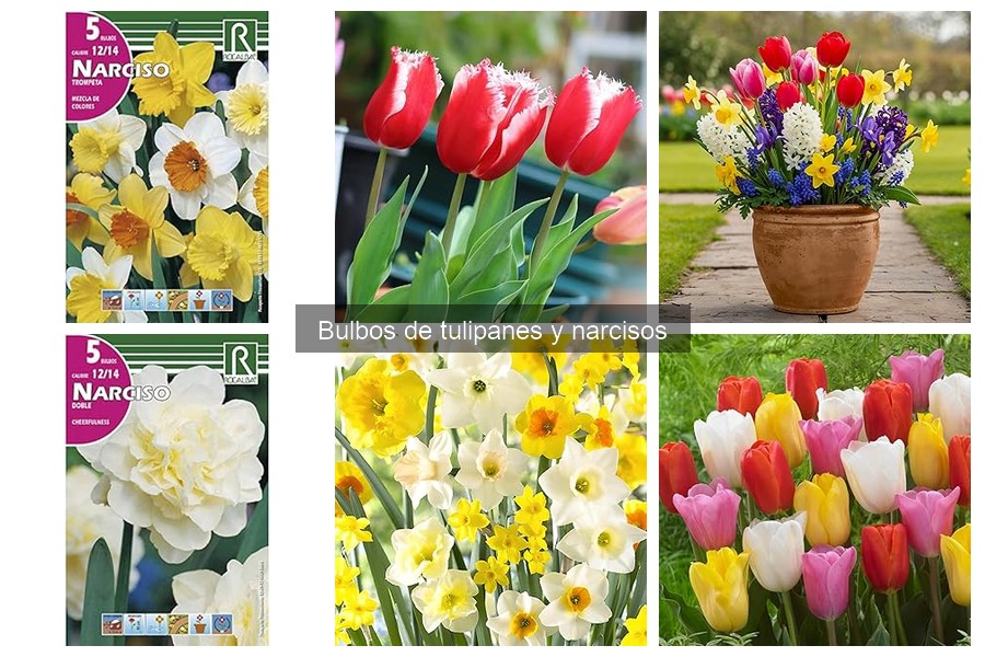 ¿Cuándo plantar bulbos de tulipanes y narcisos? Guía 2023