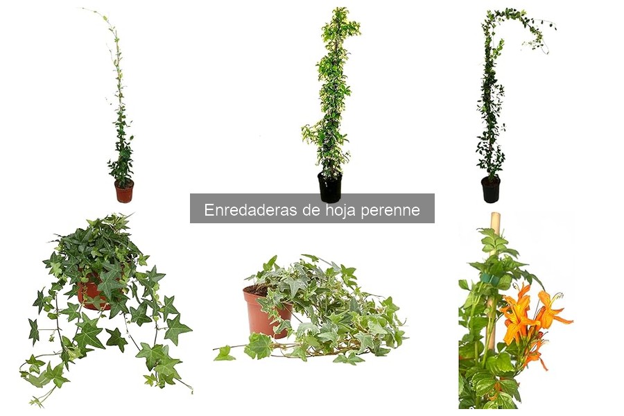 Cuándo plantar enredaderas de hoja perenne: ¡Consejos prácticos!