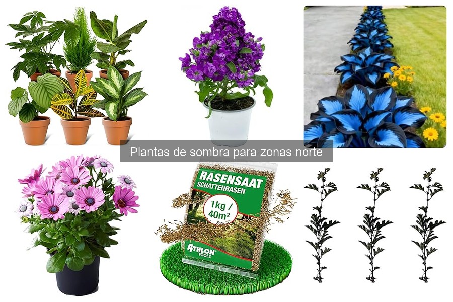Cuándo plantar plantas de sombra en el norte: guía y consejos