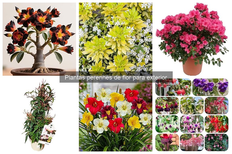 ¿Cuándo plantar plantas perennes de flor en el jardín?