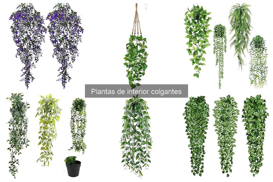 Cuándo podar plantas colgantes: guía estacional