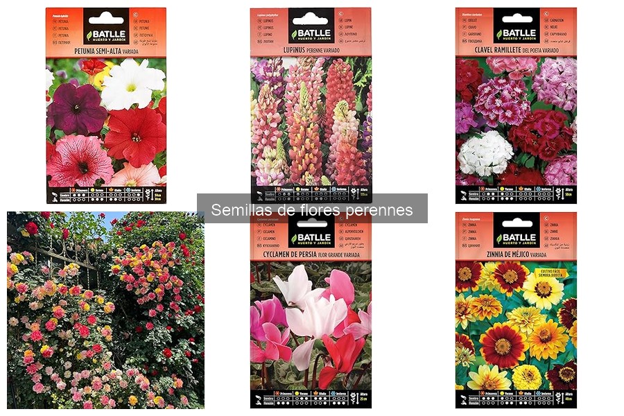 Cuándo sembrar semillas de flores perennes en tu jardín