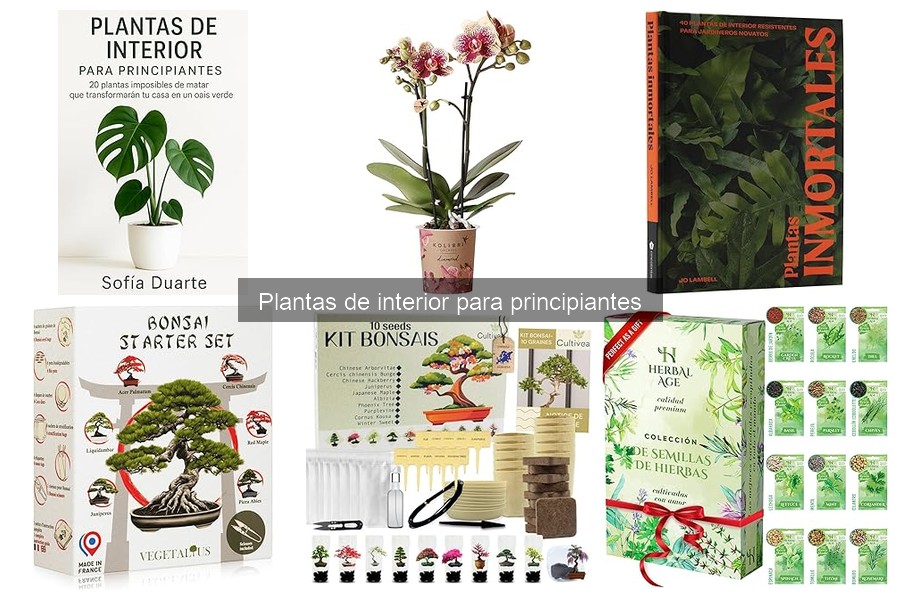¿Cuándo trasplantar plantas de interior? Guía para principiantes