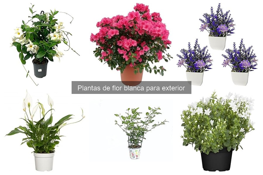 Cuándo y cómo plantar flores blancas en el jardín