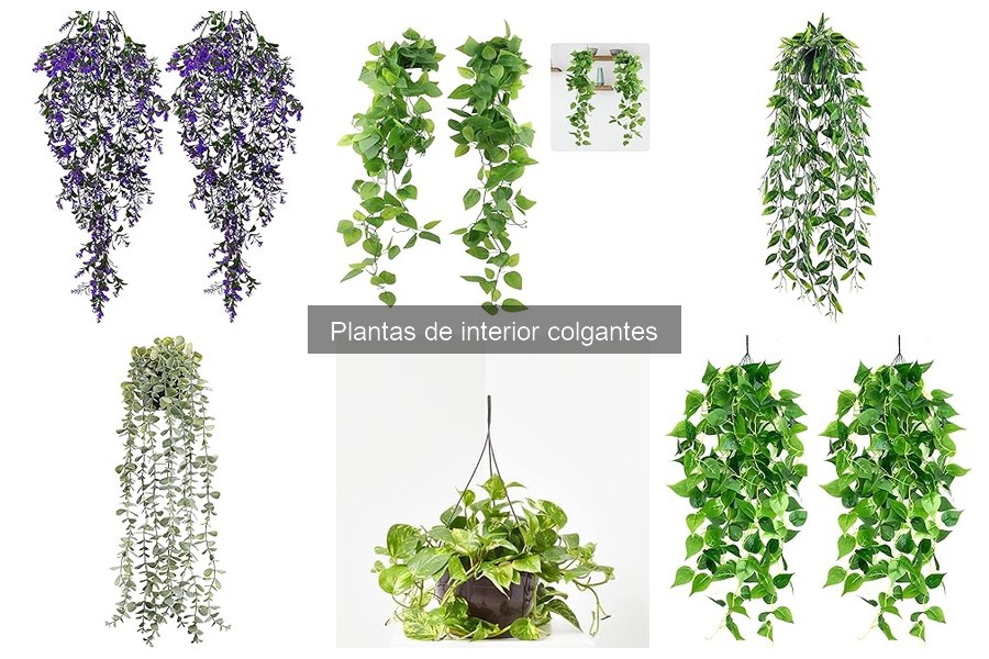 ¿Cuánto cuesta una planta colgante? Precios y recomendaciones