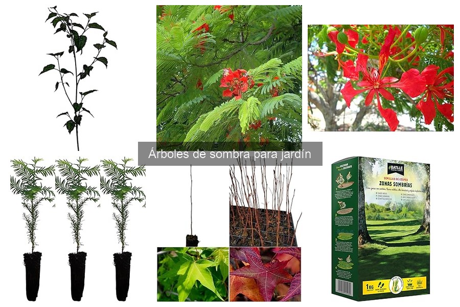 Cuánto tardan en crecer los árboles de sombra para tu jardín