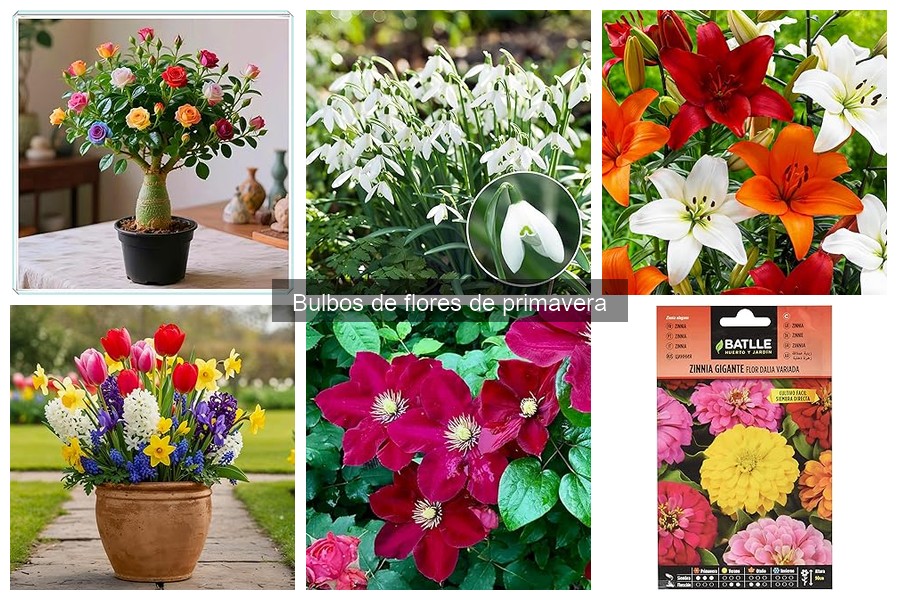 Cuidado de bulbos de flores de primavera: riego y mantenimiento