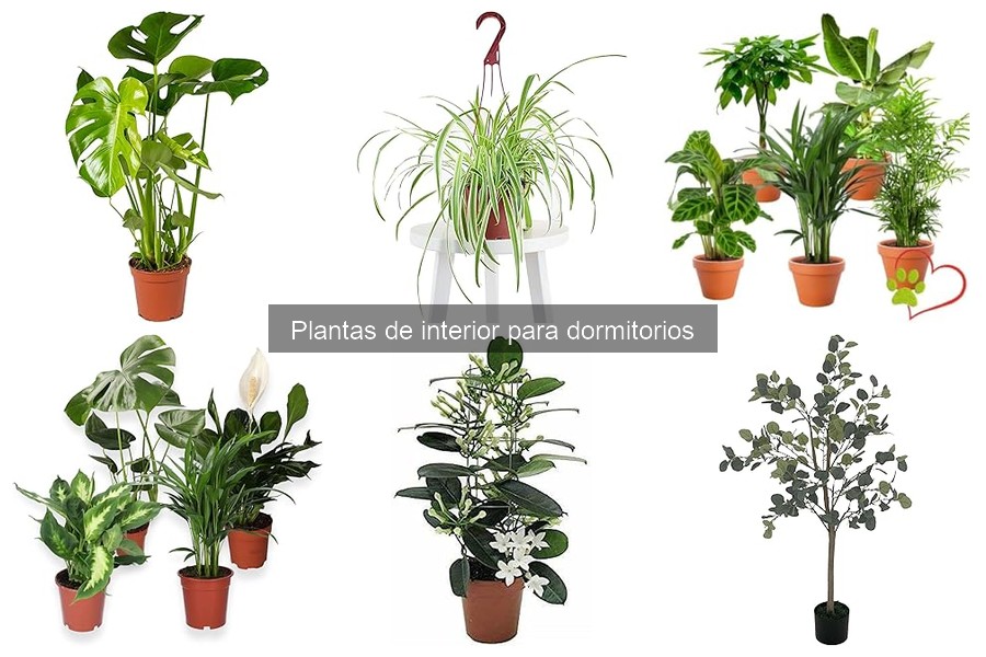 Cuidado estacional de plantas de interior en dormitorios