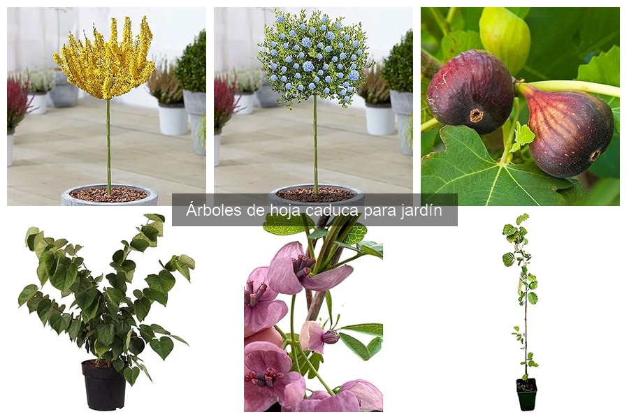 Cuidado y mantenimiento de árboles de hoja caduca para tu jardín
