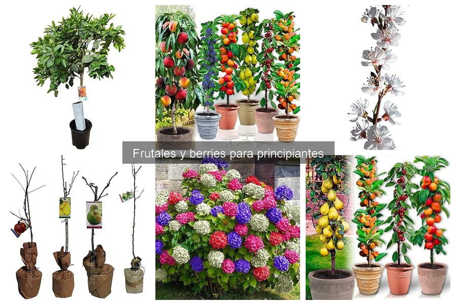 Cuidados básicos para mantener sanos tus frutales