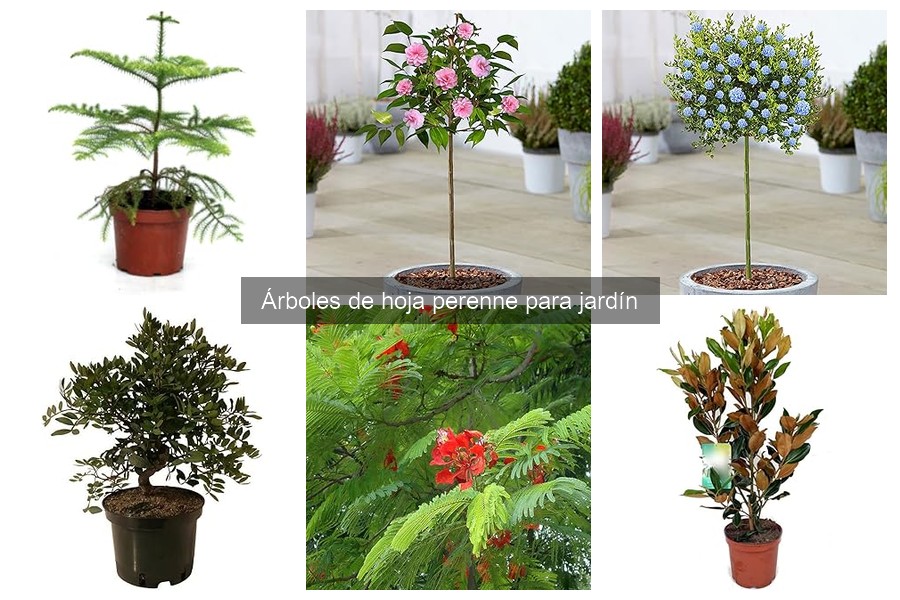 Cuidados de Árboles de Hoja Perenne para tu Jardín