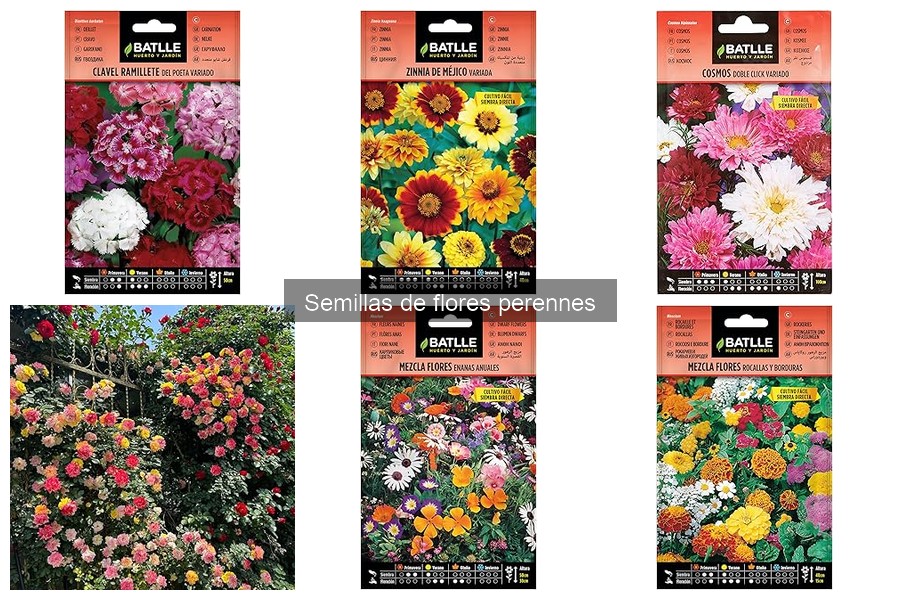 Cuidados de Flores Perennes en Invierno: Consejos Esenciales