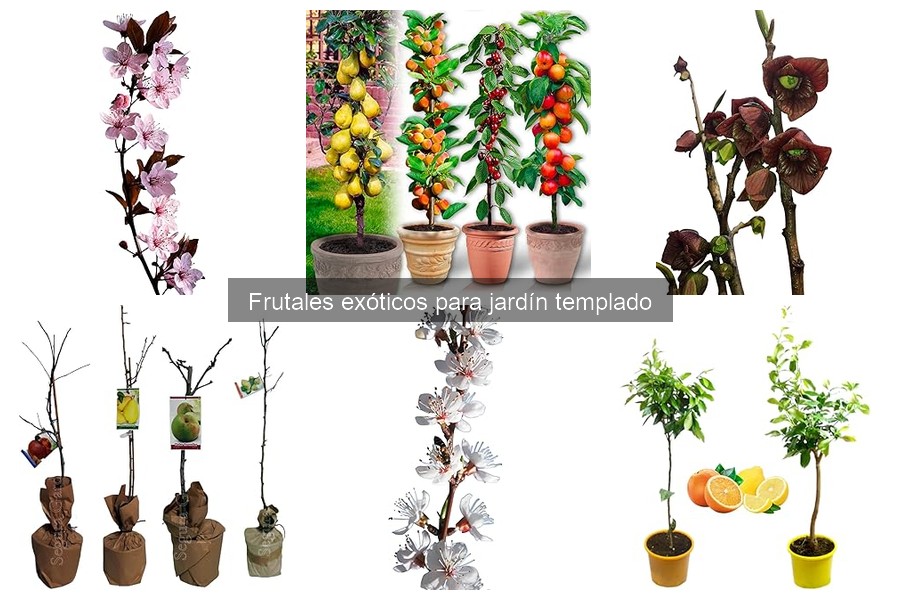 Cuidados de frutales exóticos en invierno para tu jardín