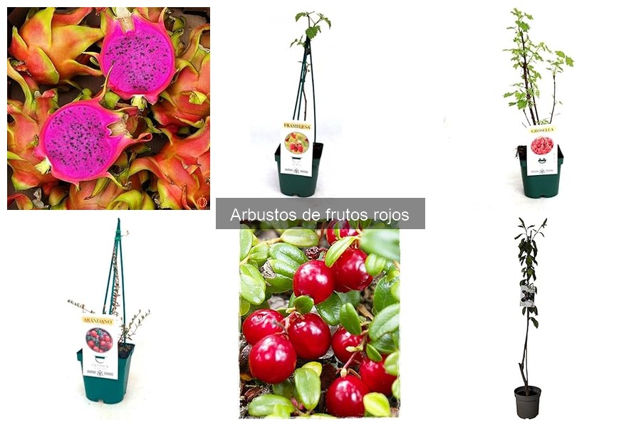 Cuidados esenciales de arbustos de frutos rojos para tu jardín