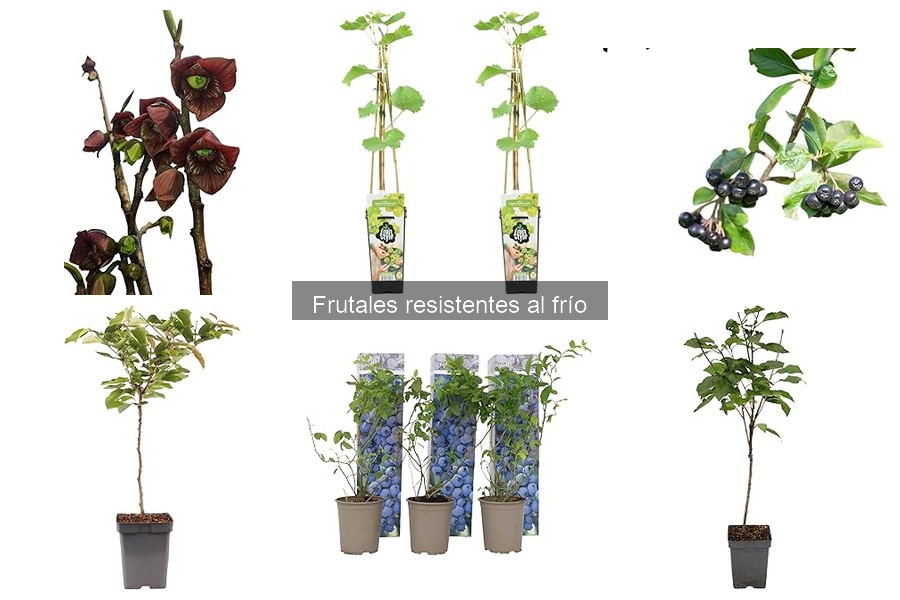 Cuidados esenciales de los frutales resistentes al frío