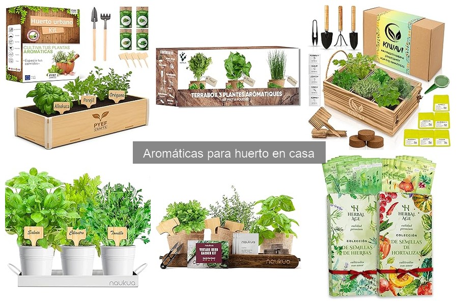 Cuidados Esenciales de Plantas Aromáticas en el Hogar