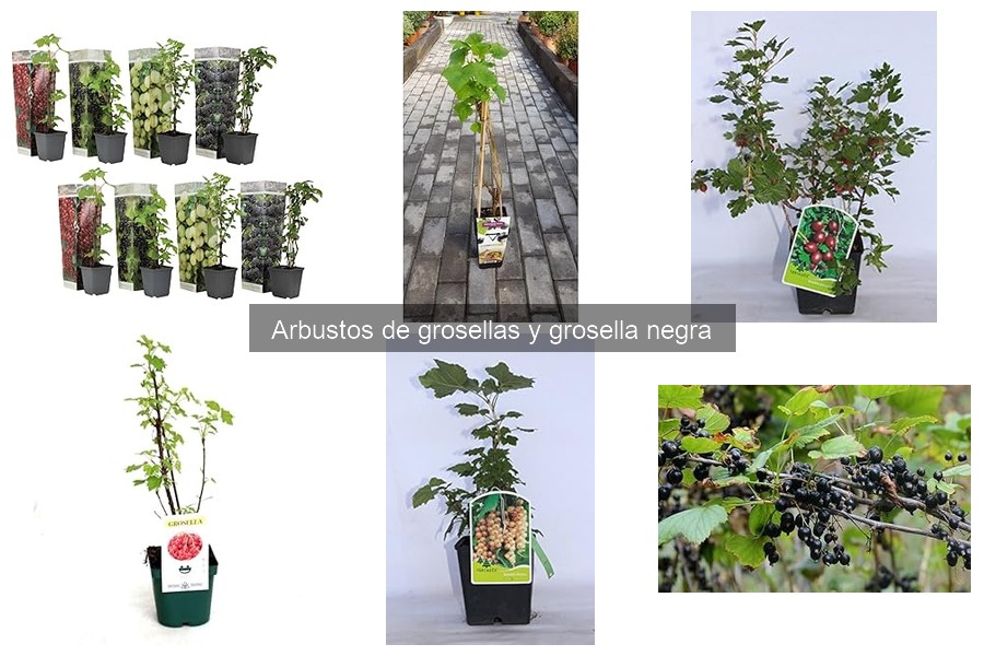 Cuidados esenciales para arbustos de grosellas