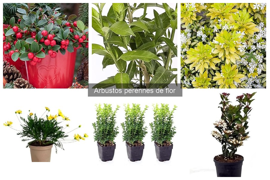 Cuidados Esenciales para Arbustos Perennes de Flor