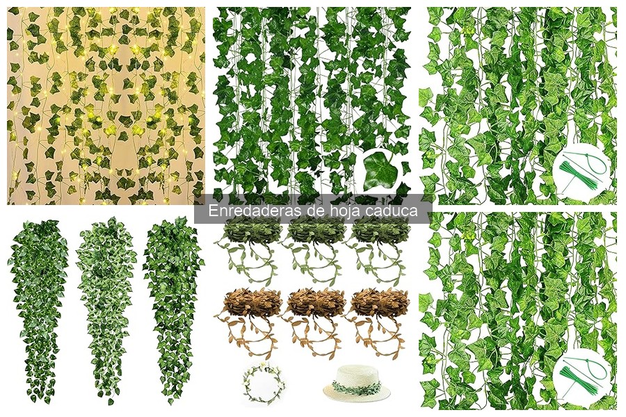Cuidados esenciales para enredaderas de hoja caduca