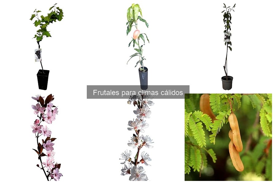 Cuidados Esenciales para Frutales en Climas Cálidos