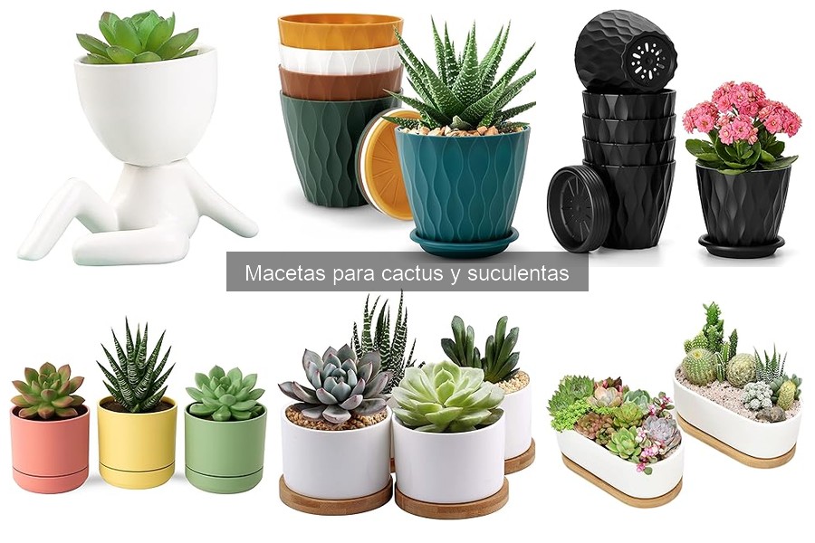 Cuidados Esenciales para Macetas de Cactus y Suculentas