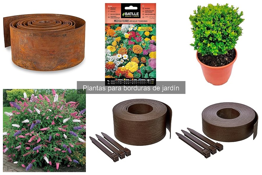 Cuidados esenciales para plantas de bordura en tu jardín