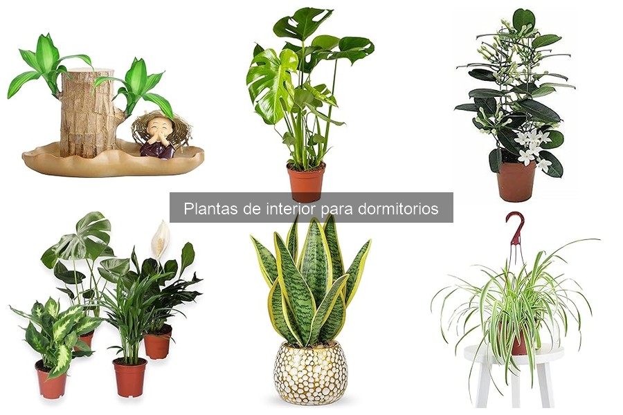 Cuidados Esenciales para Plantas de Interior en Dormitorios