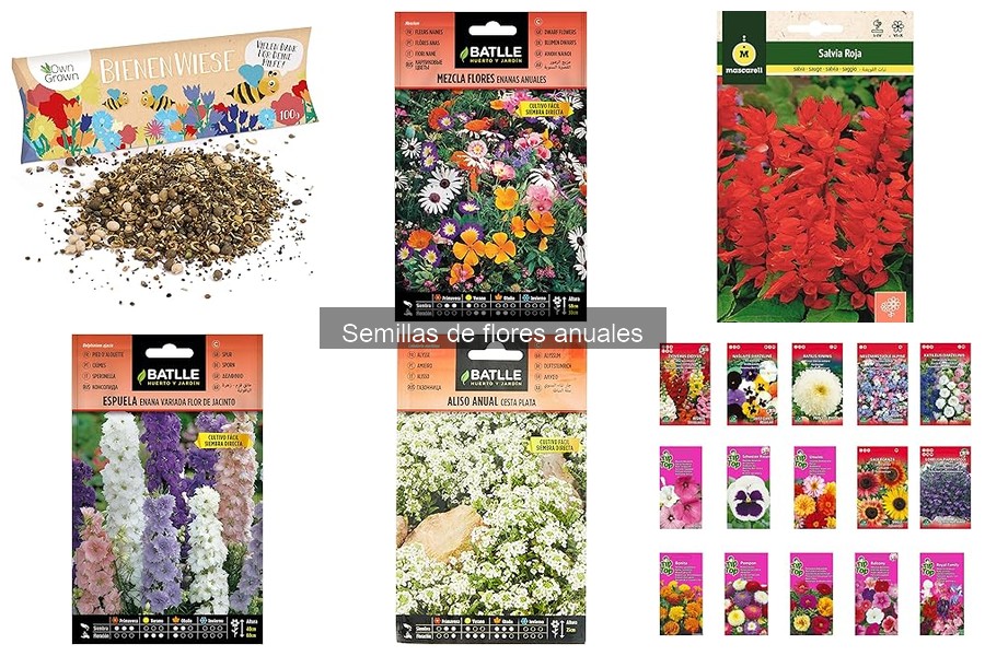 Cuidados Esenciales para Semillas de Flores Anuales