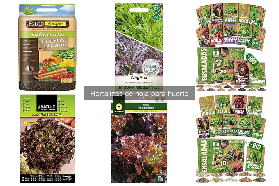 Cuidados Específicos para Hortalizas de Hoja en tu Huerto