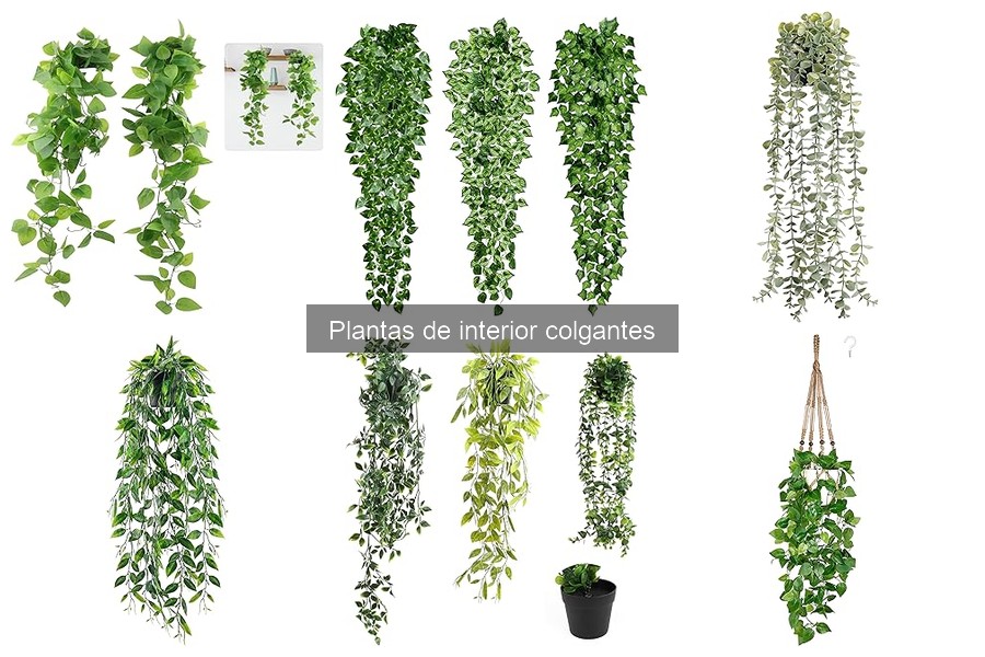Cuidados Específicos para Plantas Colgantes de Interior
