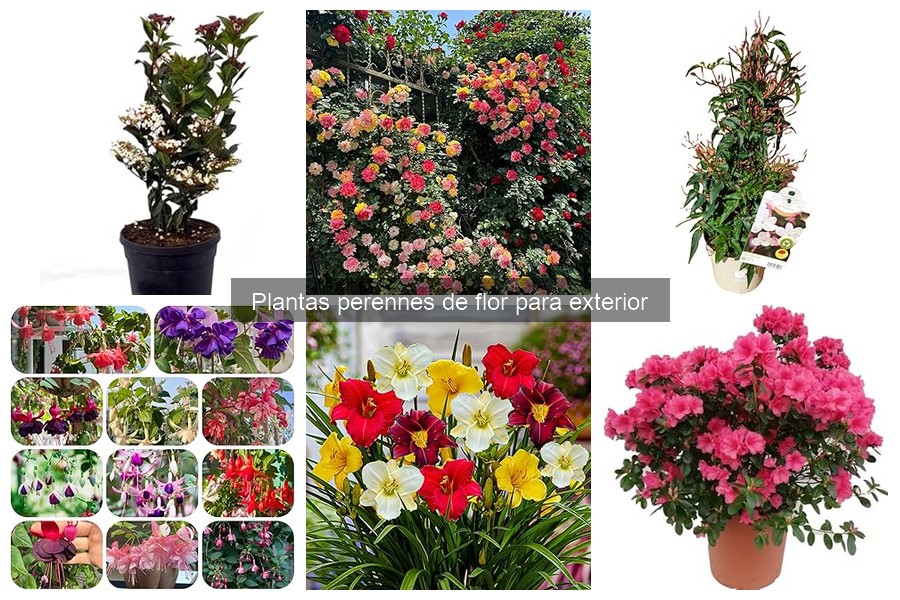 Cuidados y Mantenimiento de Plantas Perennes de Flor