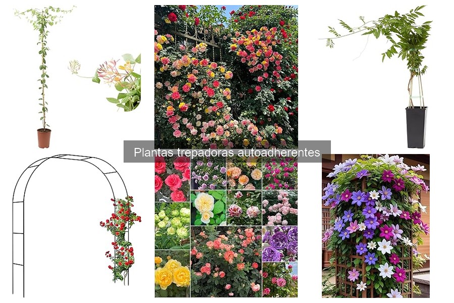 Cuidados y Mantenimiento de Plantas Trepadoras Autoadherentes