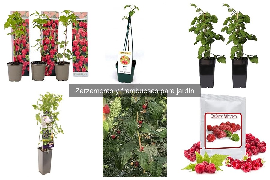 Cultiva Zarzamoras y Frambuesas en Casa: Guía Completa
