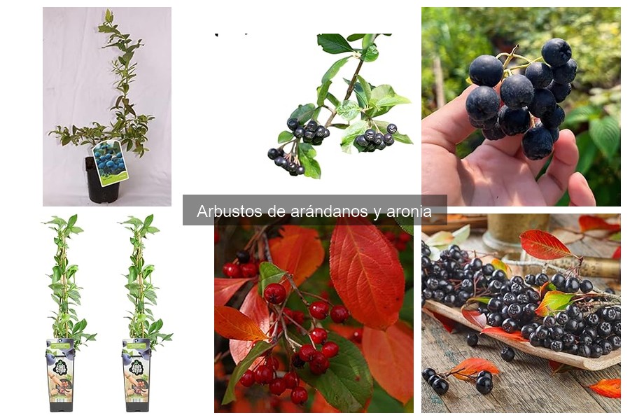 Cultivar arándanos en macetas: ¡todo lo que necesitas saber!
