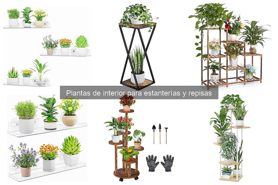 Decora tus estanterías con plantas de interior: guía y tips