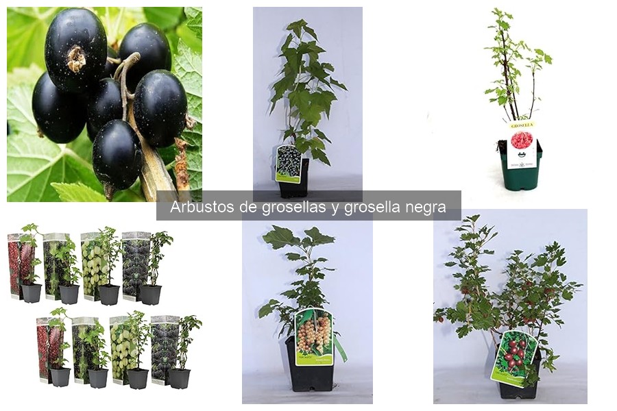 Deliciosas recetas con grosellas para disfrutar en casa