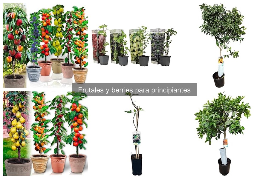 Descubre los Beneficios de Cultivar Frutales en Casa