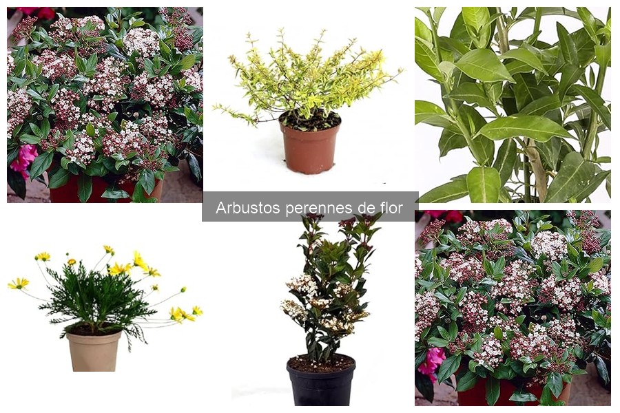 Descubre los mejores arbustos perennes de flor para tu jardín