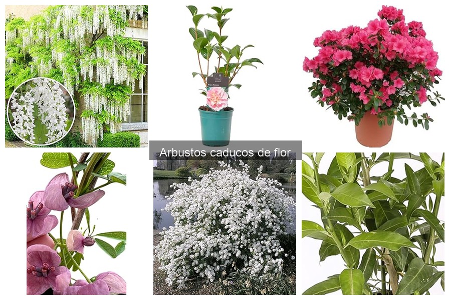 Descubre qué son los arbustos caducos de flor