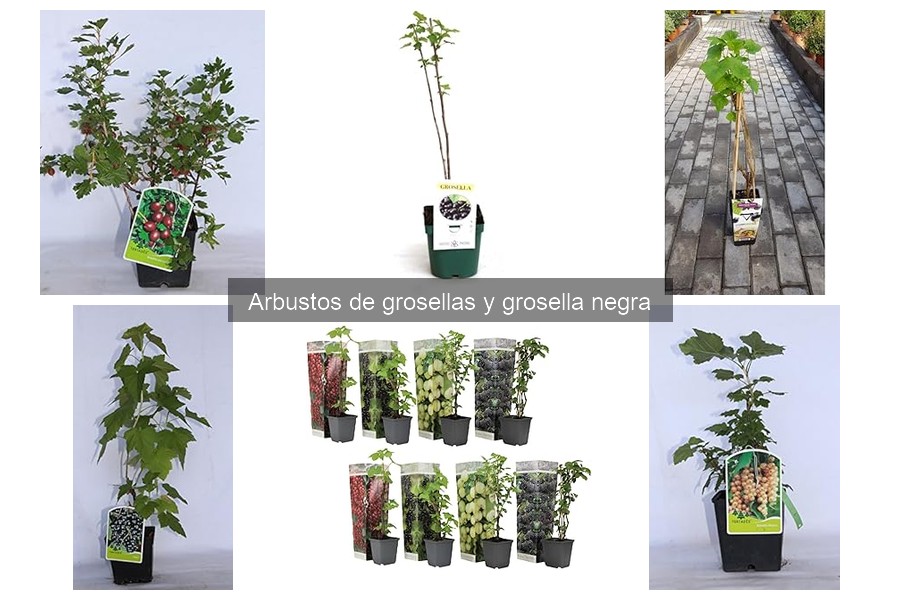 Desmintiendo mitos del cultivo de arbustos de grosellas