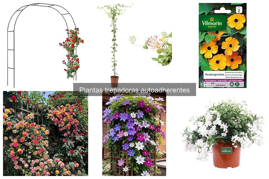 ** Desmintiendo mitos sobre plantas trepadoras autoadherentes